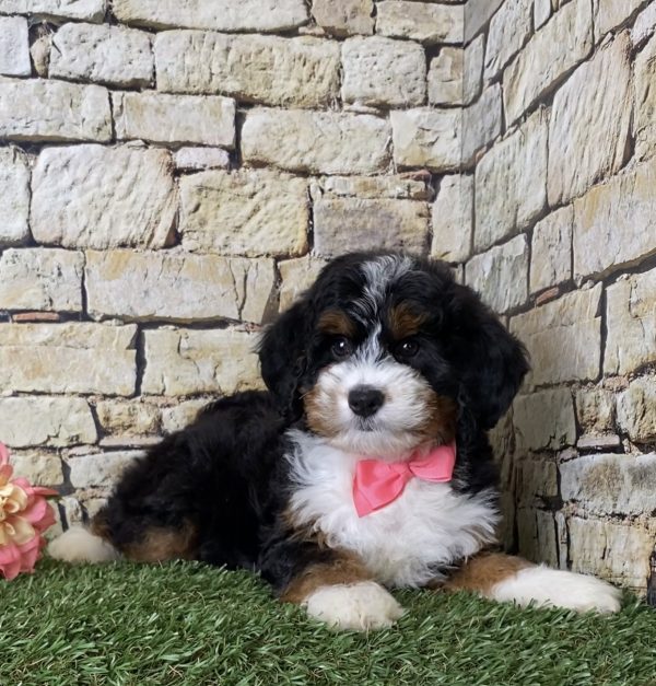 Ms. Jennifer the Mini-Bernedoodle - Image 2