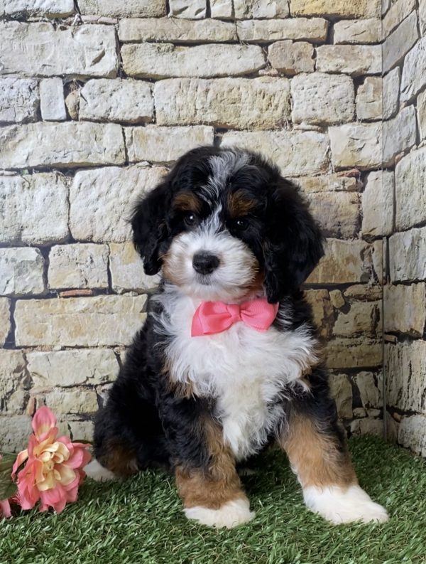 Ms. Jennifer the Mini-Bernedoodle puppy