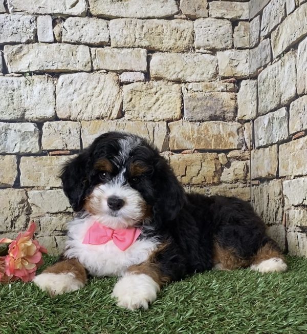 Ms. Jennifer the Mini-Bernedoodle - Image 3