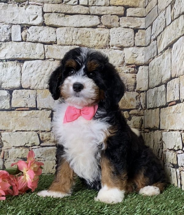Ms. Jennifer the Mini-Bernedoodle - Image 4