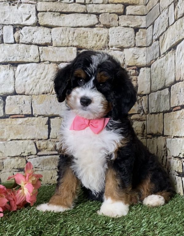 Ms. Jennifer the Mini-Bernedoodle - Image 5