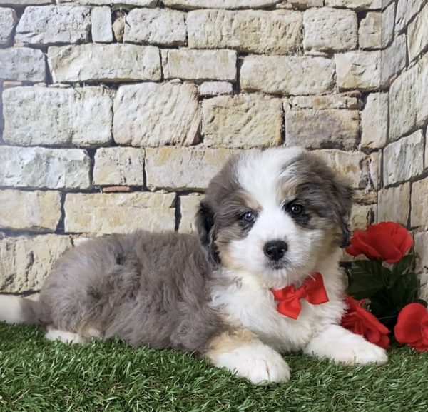 Mr. Ivo the Mini-Bernedoodle - Image 2