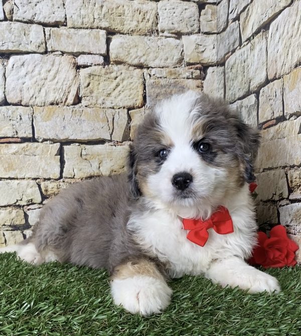 Mr. Ivo the Mini-Bernedoodle - Image 3