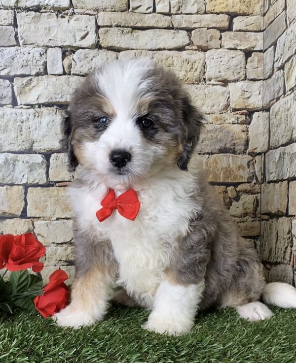 Mr. Ivo the Mini-Bernedoodle - Image 4