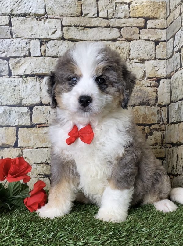 Mr. Ivo the Mini-Bernedoodle puppy