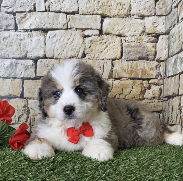 Mr. Ivo the Mini-Bernedoodle - Image 5