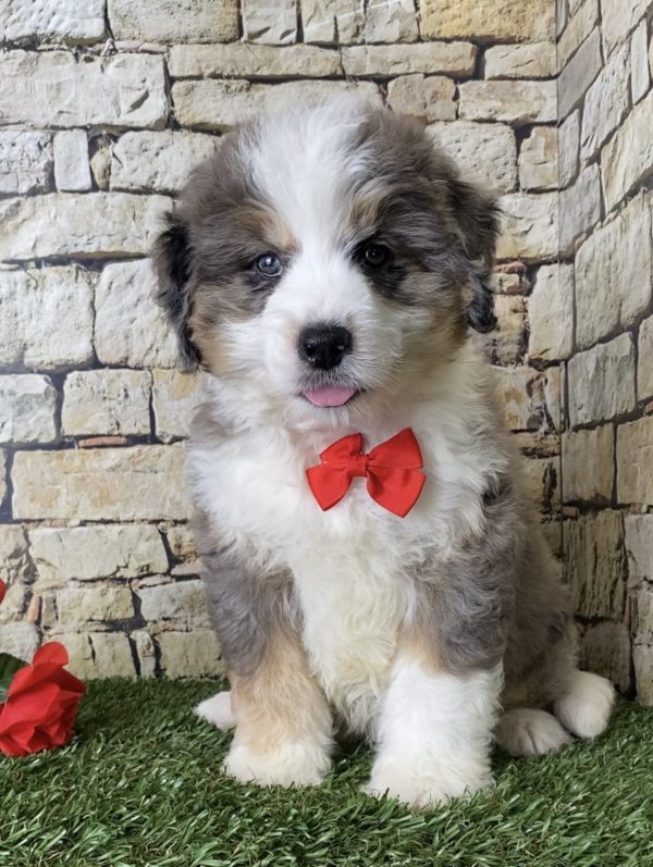 Mr. Ivo the Mini-Bernedoodle - Image 6
