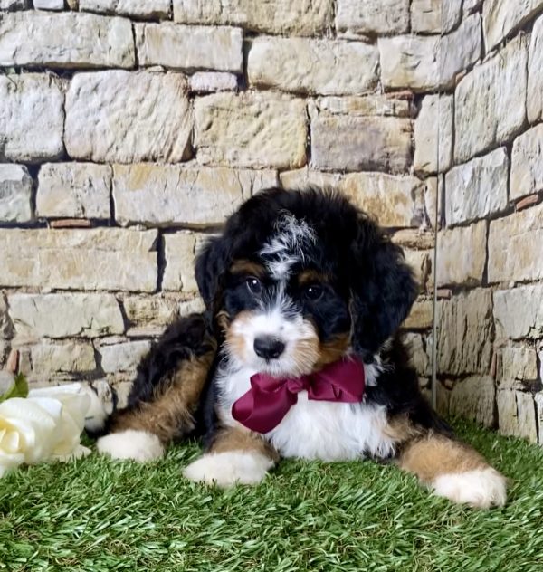 Ms. Jewel the Mini-Bernedoodle - Image 2