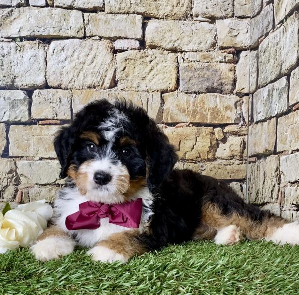 Ms. Jewel the Mini-Bernedoodle - Image 4