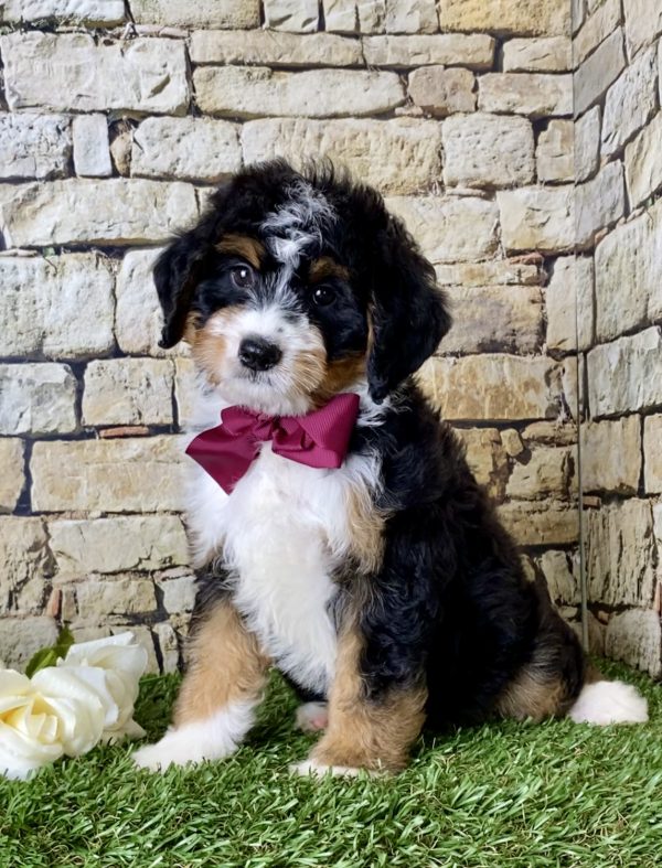 Ms. Jewel the Mini-Bernedoodle - Image 5