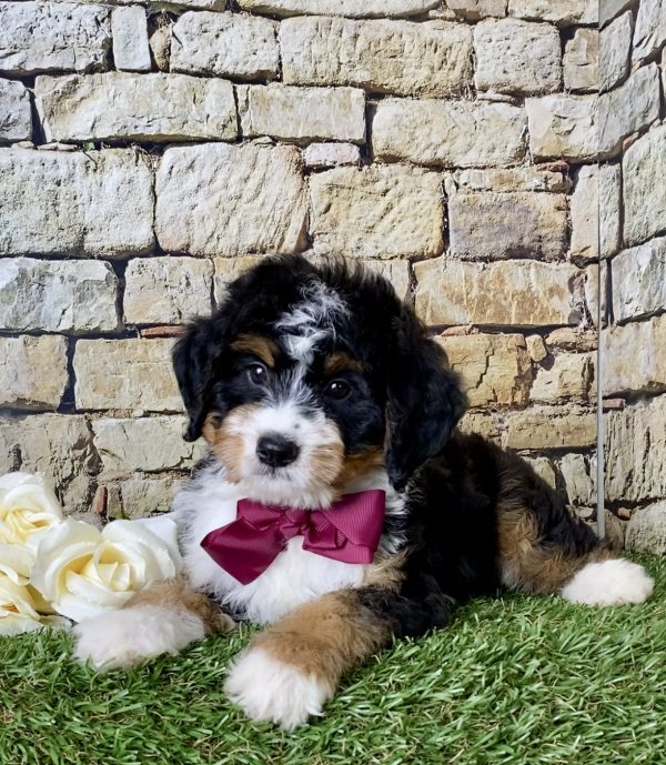 Ms. Jewel the Mini-Bernedoodle - Image 6