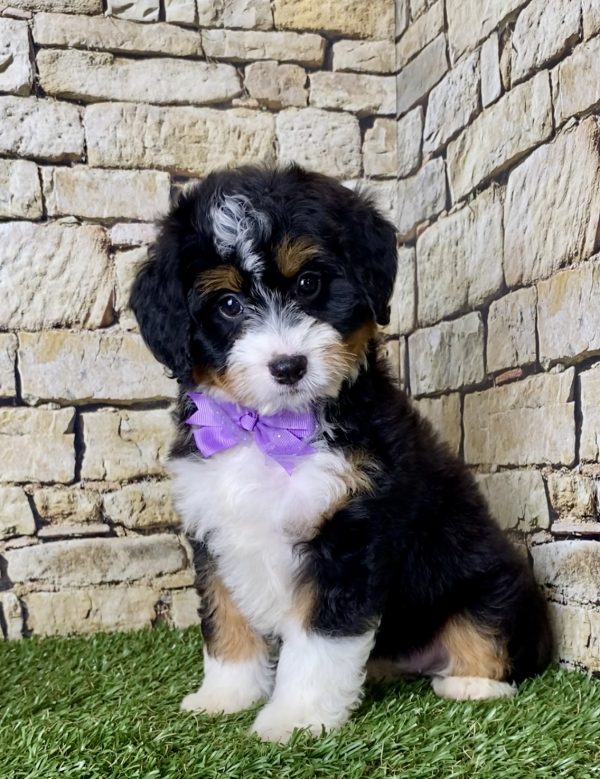 Ms. Julia the Mini-Bernedoodle - Image 2