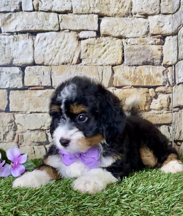 Ms. Julia the Mini-Bernedoodle - Image 3