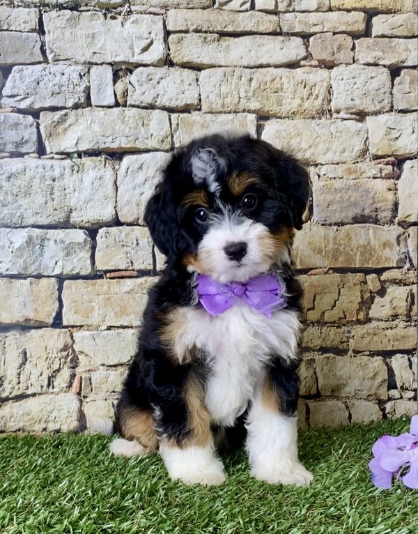 Ms. Julia the Mini-Bernedoodle - Image 4