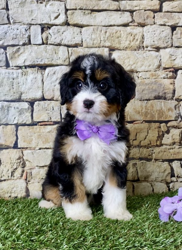 Ms. Julia the Mini-Bernedoodle puppy