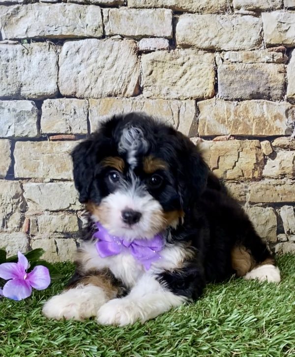 Ms. Julia the Mini-Bernedoodle - Image 5