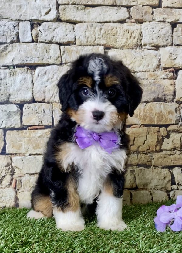 Ms. Julia the Mini-Bernedoodle - Image 6