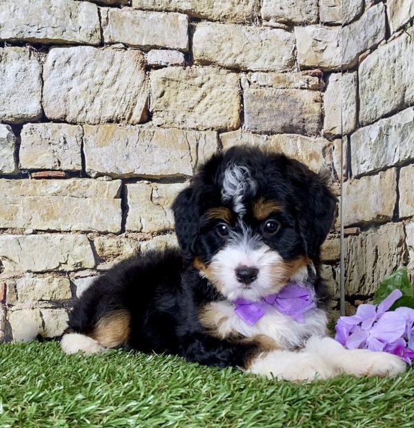 Ms. Julia the Mini-Bernedoodle - Image 7