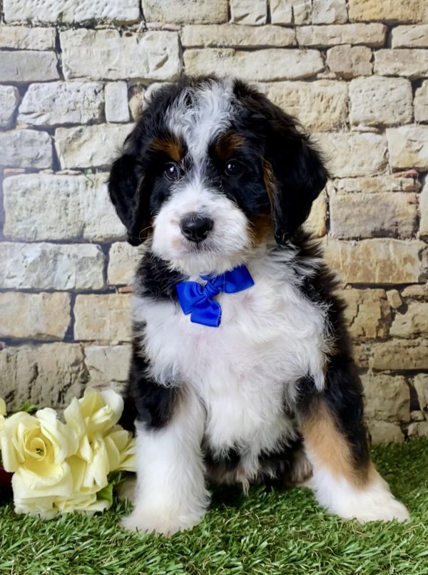 Mr. Jordan the Mini-Bernedoodle - Image 2