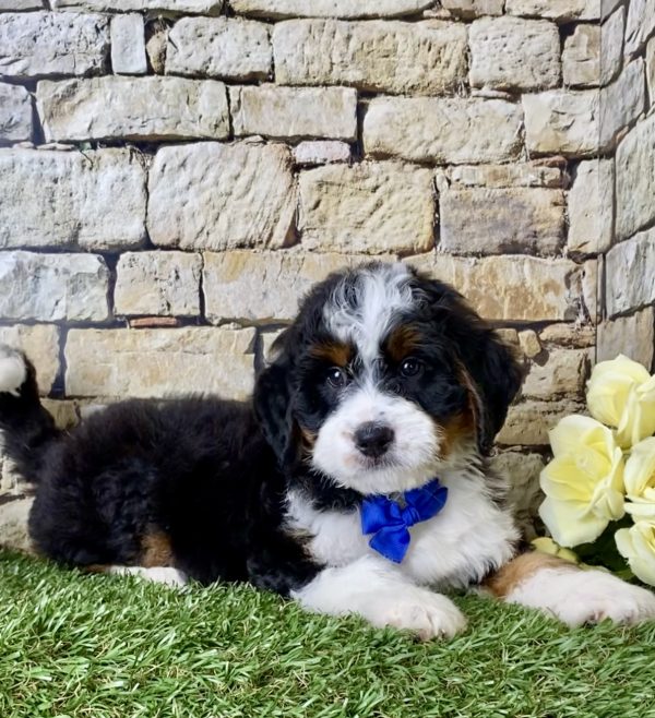 Mr. Jordan the Mini-Bernedoodle - Image 3
