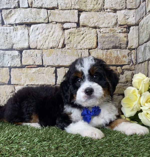 Mr. Jordan the Mini-Bernedoodle - Image 4