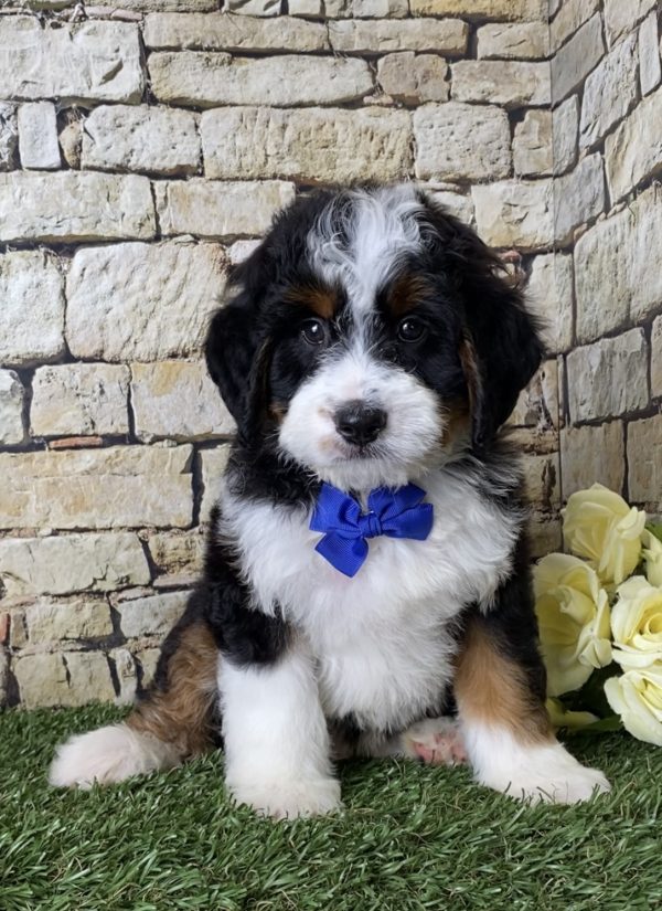 Mr. Jordan the Mini-Bernedoodle puppy