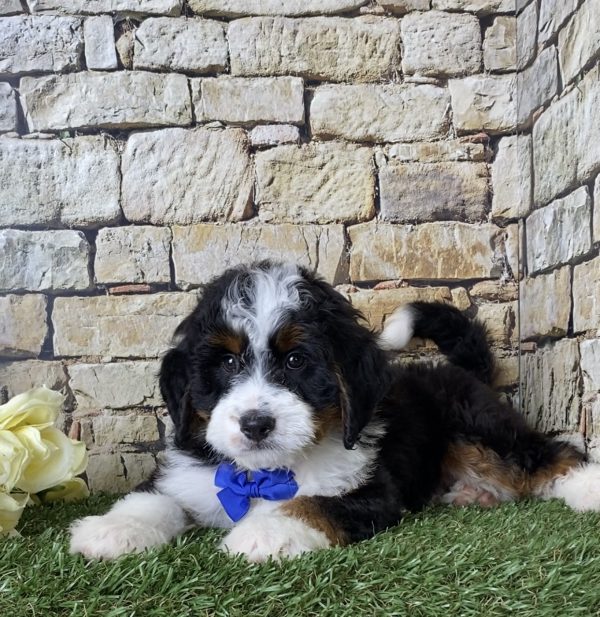 Mr. Jordan the Mini-Bernedoodle - Image 5