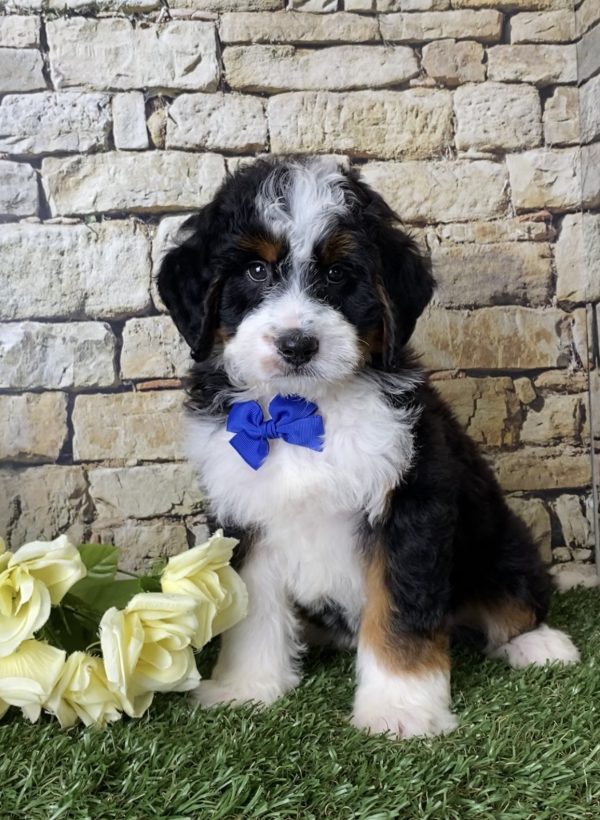 Mr. Jordan the Mini-Bernedoodle - Image 6