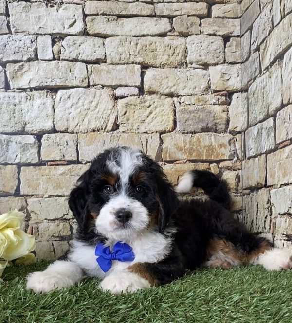 Mr. Jordan the Mini-Bernedoodle - Image 7