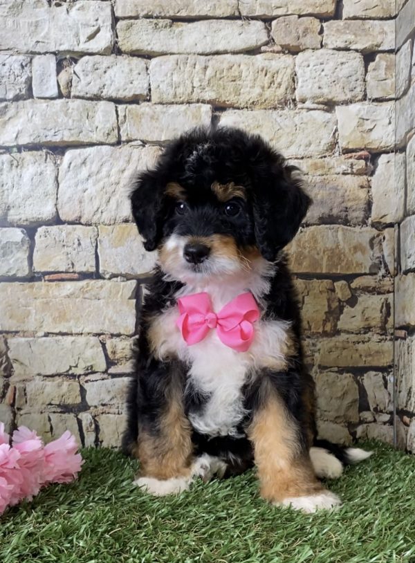 Ms. June the Mini-Bernedoodle - Image 2