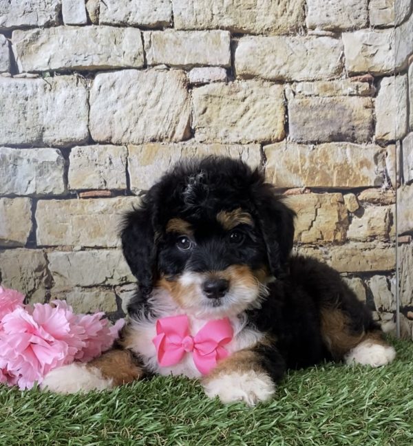 Ms. June the Mini-Bernedoodle - Image 3