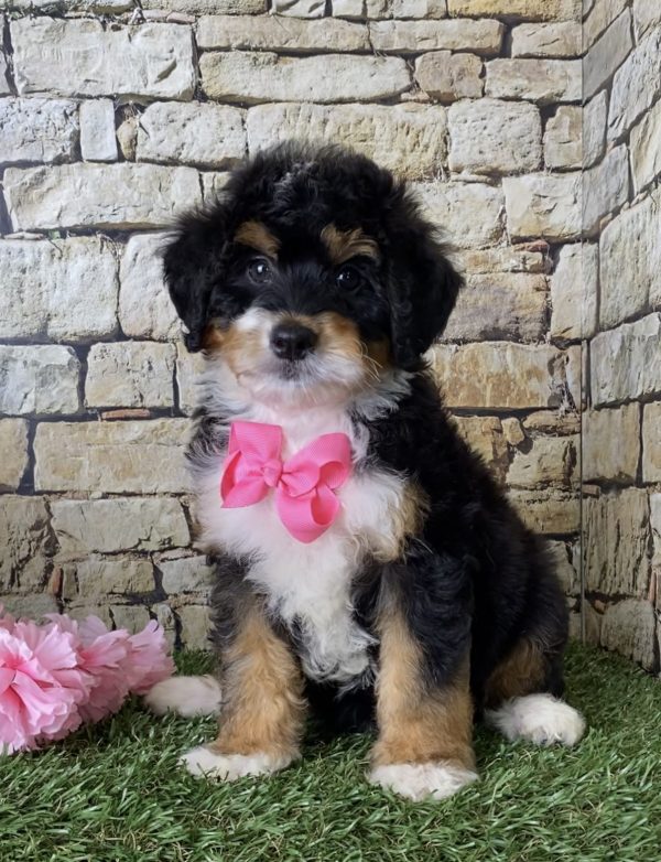 Ms. June the Mini-Bernedoodle puppy
