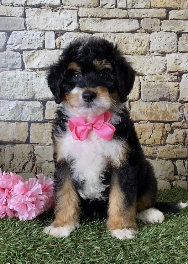 Ms. June the Mini-Bernedoodle - Image 4