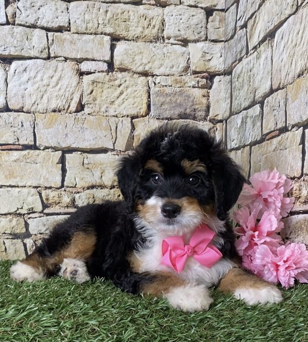 Ms. June the Mini-Bernedoodle - Image 5