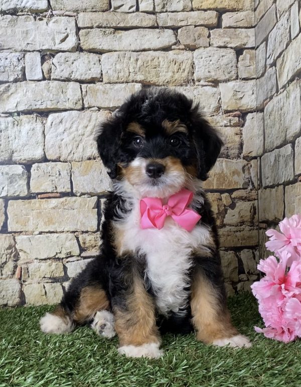 Ms. June the Mini-Bernedoodle - Image 6