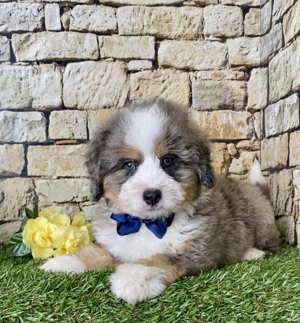 Mr. Ike the Mini-Bernedoodle - Image 2