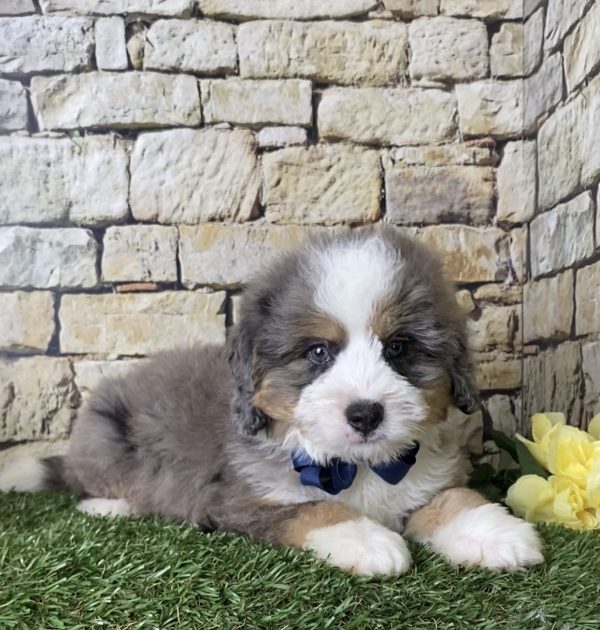 Mr. Ike the Mini-Bernedoodle - Image 3