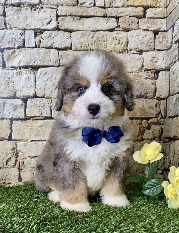 Mr. Ike the Mini-Bernedoodle - Image 4