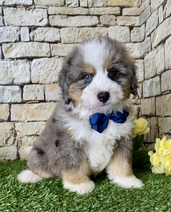 Mr. Ike the Mini-Bernedoodle - Image 5