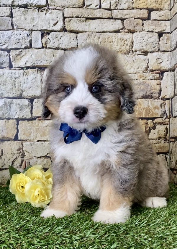 Mr. Ike the Mini-Bernedoodle puppy