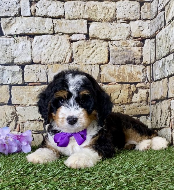 Ms. Janice the Mini-Bernedoodle - Image 2