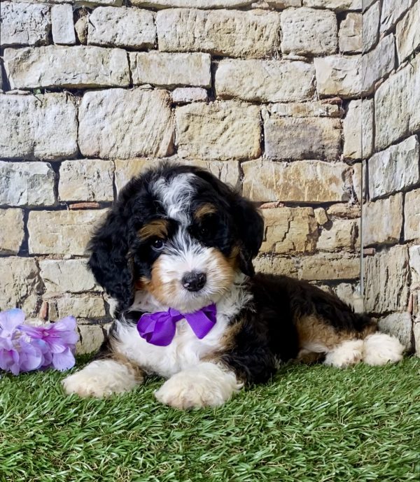 Ms. Janice the Mini-Bernedoodle - Image 3