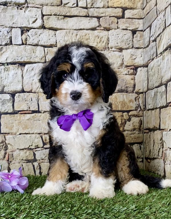 Ms. Janice the Mini-Bernedoodle puppy
