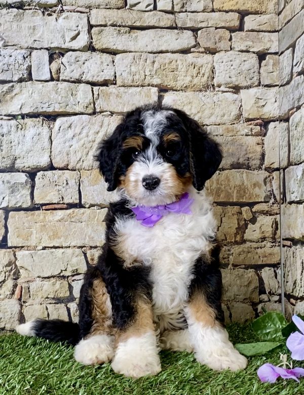Ms. Janice the Mini-Bernedoodle - Image 4