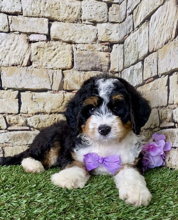 Ms. Janice the Mini-Bernedoodle - Image 5