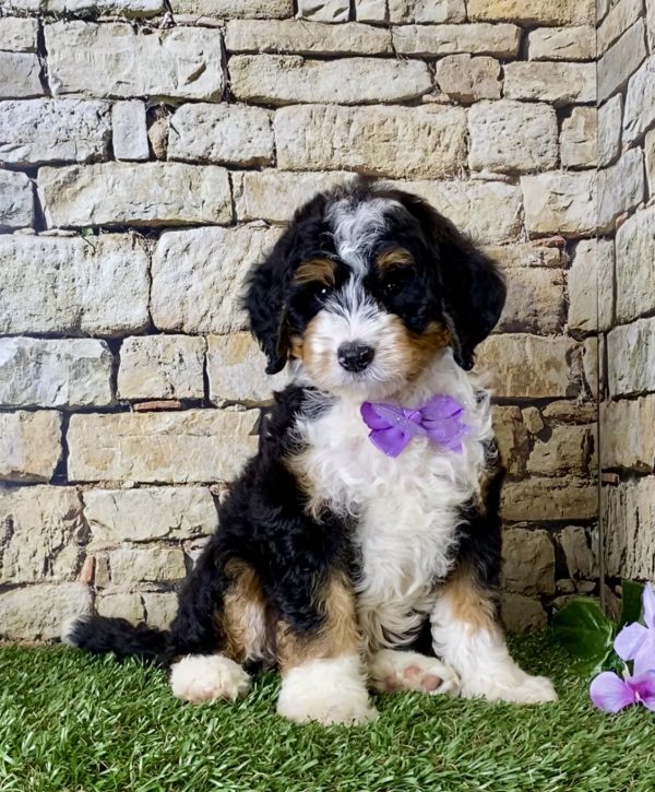 Ms. Janice the Mini-Bernedoodle - Image 6