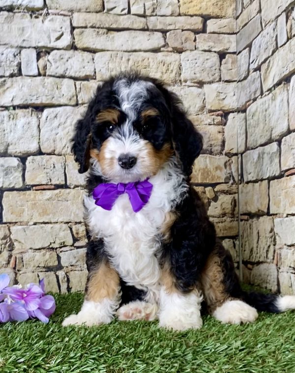 Ms. Janice the Mini-Bernedoodle - Image 7