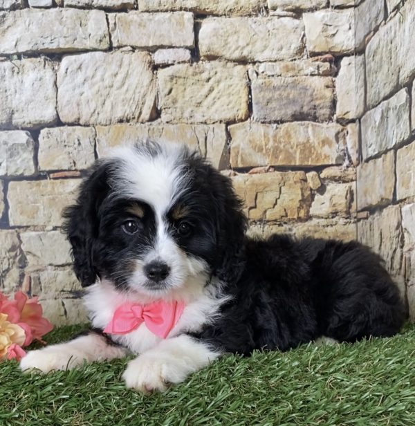 Ms. Ina the Mini-Bernedoodle - Image 2