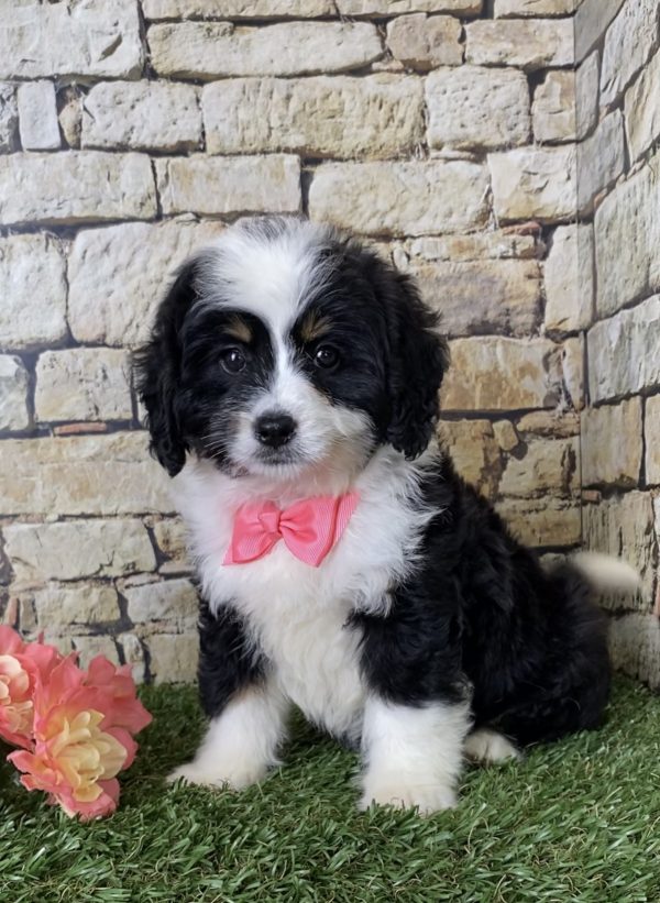 Ms. Ina the Mini-Bernedoodle - Image 3