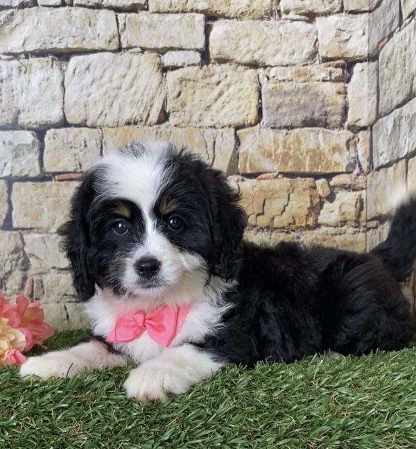 Ms. Ina the Mini-Bernedoodle - Image 4